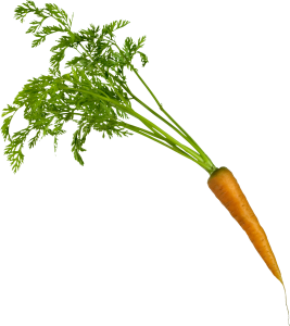 Carrot PNG image-4974